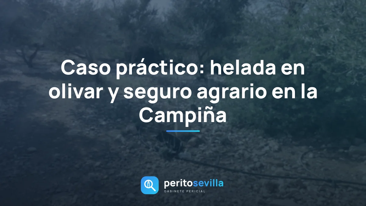 Caso práctico: helada en olivar y seguro agrario en la Campiña