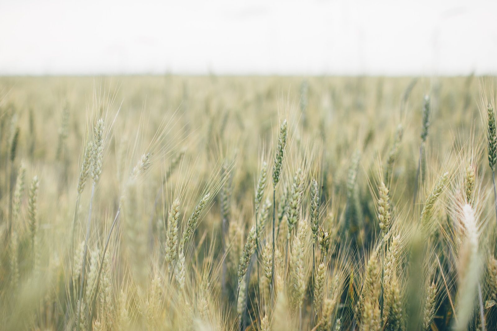 perito agrónomo en Sevilla